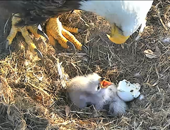 One of the new eaglets cops an attitude and talks back to its parent. (Courtesy American Eagle Foundation)