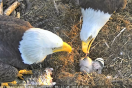 Mr. President and The First Lady lay down the rules of the nest to their new brood on Thursday. (Courtesy American Eagle Foundation)
