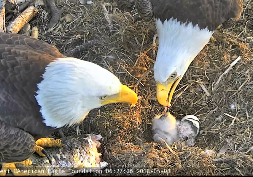 Mr. President and The First Lady lay down the rules of the nest to their new brood on Thursday. (Courtesy American Eagle Foundation)