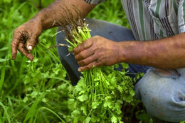 Costa Rican farmer Manuel Munoz harvests fresh cilantro to be sold at the local farmer's market on a small plot of land he rents outside San Jose, Costa Rica, Friday, May 9, 2003.  President Able Pacheco has recently promised increased aid for the country's agricultural sector through low intrest loans as one of the main goals of his presidency. Thousands of small scale farmers protested recently against a possible Free Trade Agreement between the United States and Central America, fearing it will leave them unable to compete against cheaply imported agricultural products. (AP Photo/Kent Gilbert)