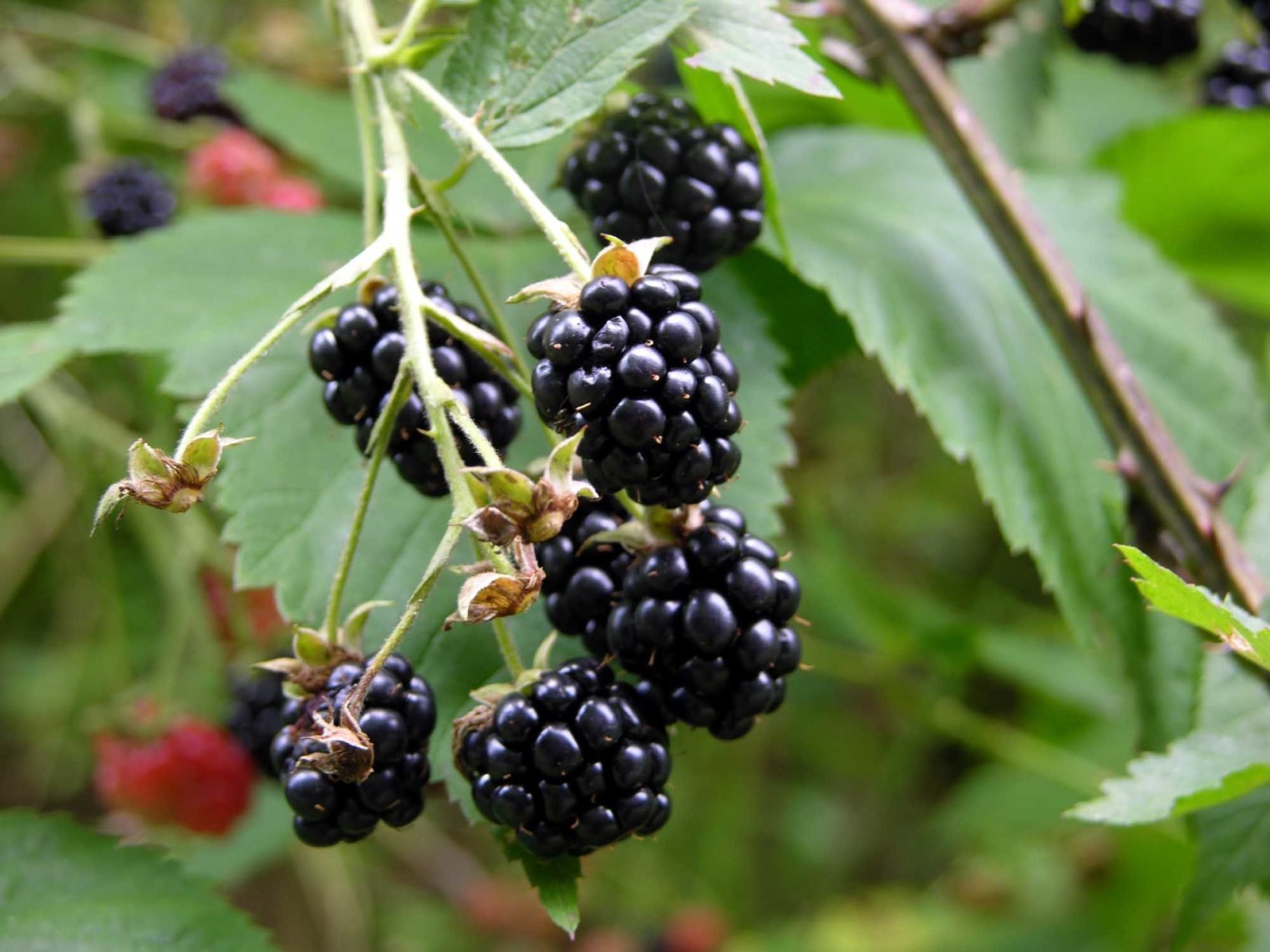 ** FOR USE WITH AP WEEKLY FEATURES **    Wild blackberries are a delicious but delicate crop, a favorite food of man and animals. Pick the berries as they ripen on the canes, soft to the touch and almost ready to fall into your hand. Berries with any red still in them are acidic and will taste tart. Leave them for another day. (AP Photo/Dean Fosdick)