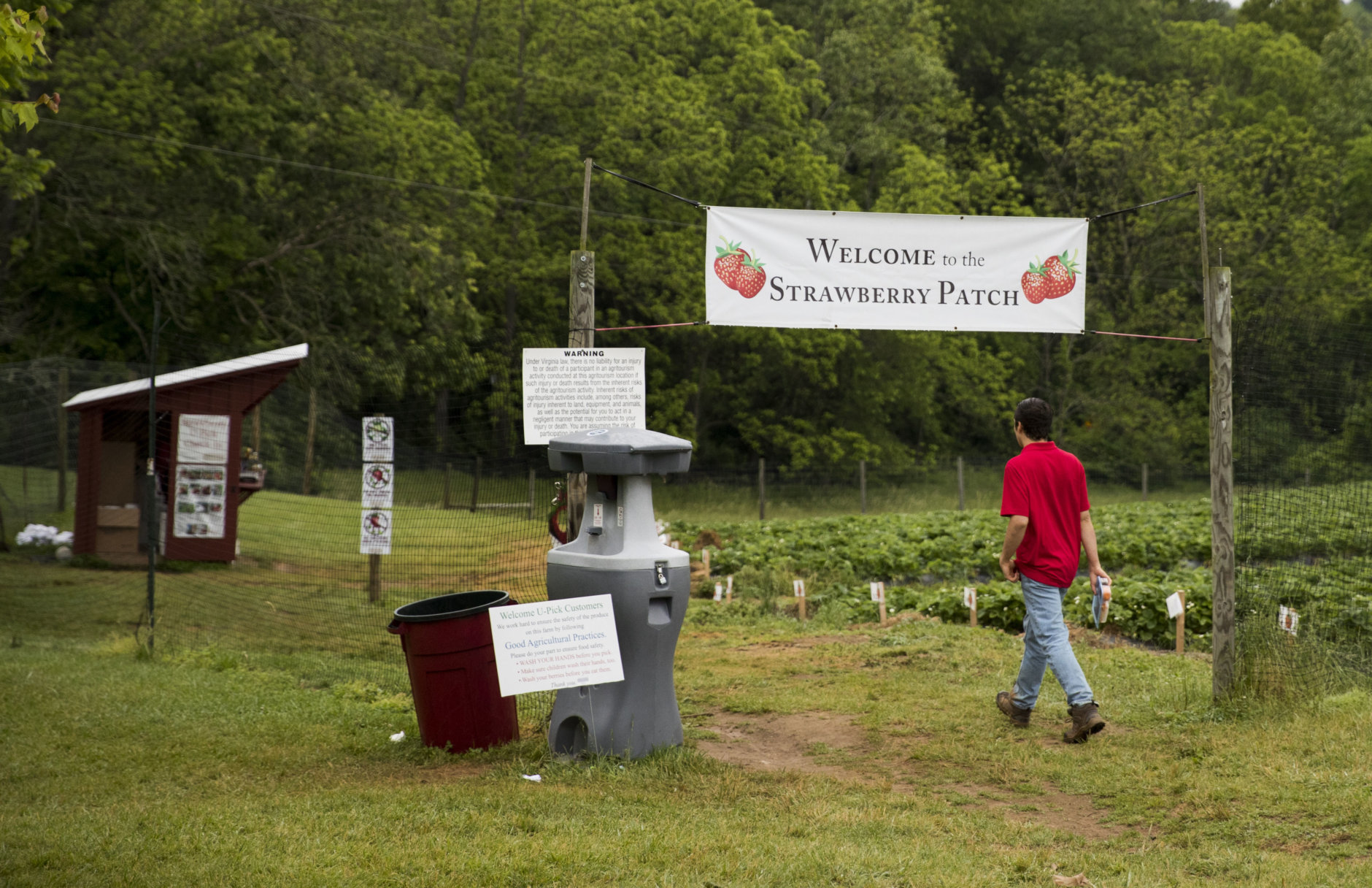 In this Tuesday, May 23, 2017, photo, Ben Testa, 19, a student at Northern Virginia Community College, arrives for his summer job at Wegmeyer Farms in Hamilton, Va. Summer jobs are vanishing as U.S. teens spend more time in school and face competition from older workers. (AP Photo/Carolyn Kaster)
