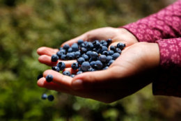 FILE - In this Aug. 7, 2017 file photo, a girl holds a handful of wild blueberries picked near Sherman, Maine. A Maine congressman says he plans to go forward with a proposal to include frozen and canned foods in the Fresh Fruit and Vegetable Program despite criticism from the program’s founder. The 2018 proposal by Republican U.S. Rep. Bruce Poliquin is part of the federal Farm Bill that’s wending its way through approvals.  (AP Photo/Robert F. Bukaty, File)