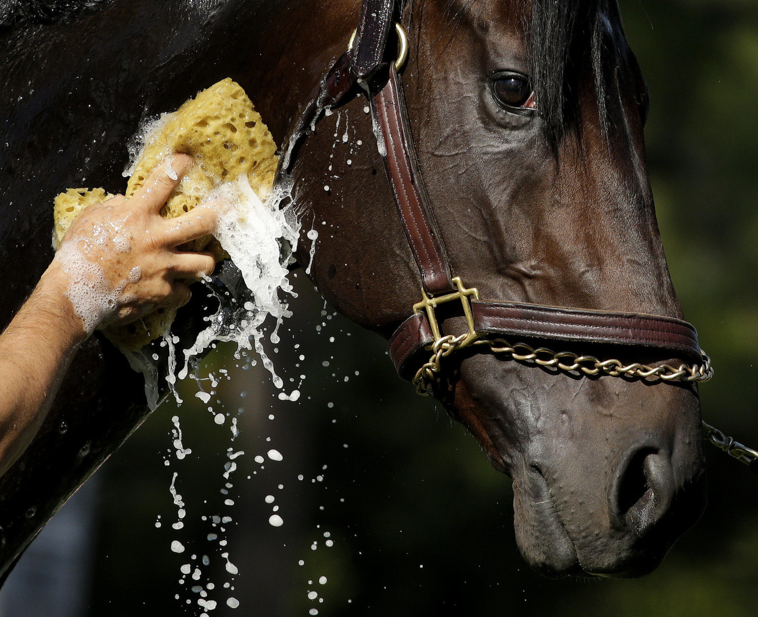Kentucky Derby hopeful Enticed gets a bath after a morning workout at Churchill Downs Tuesday, May 1, 2018, in Louisville, Ky. The 144th running of the Kentucky Derby is scheduled for Saturday, May 5. (AP Photo/Charlie Riedel)