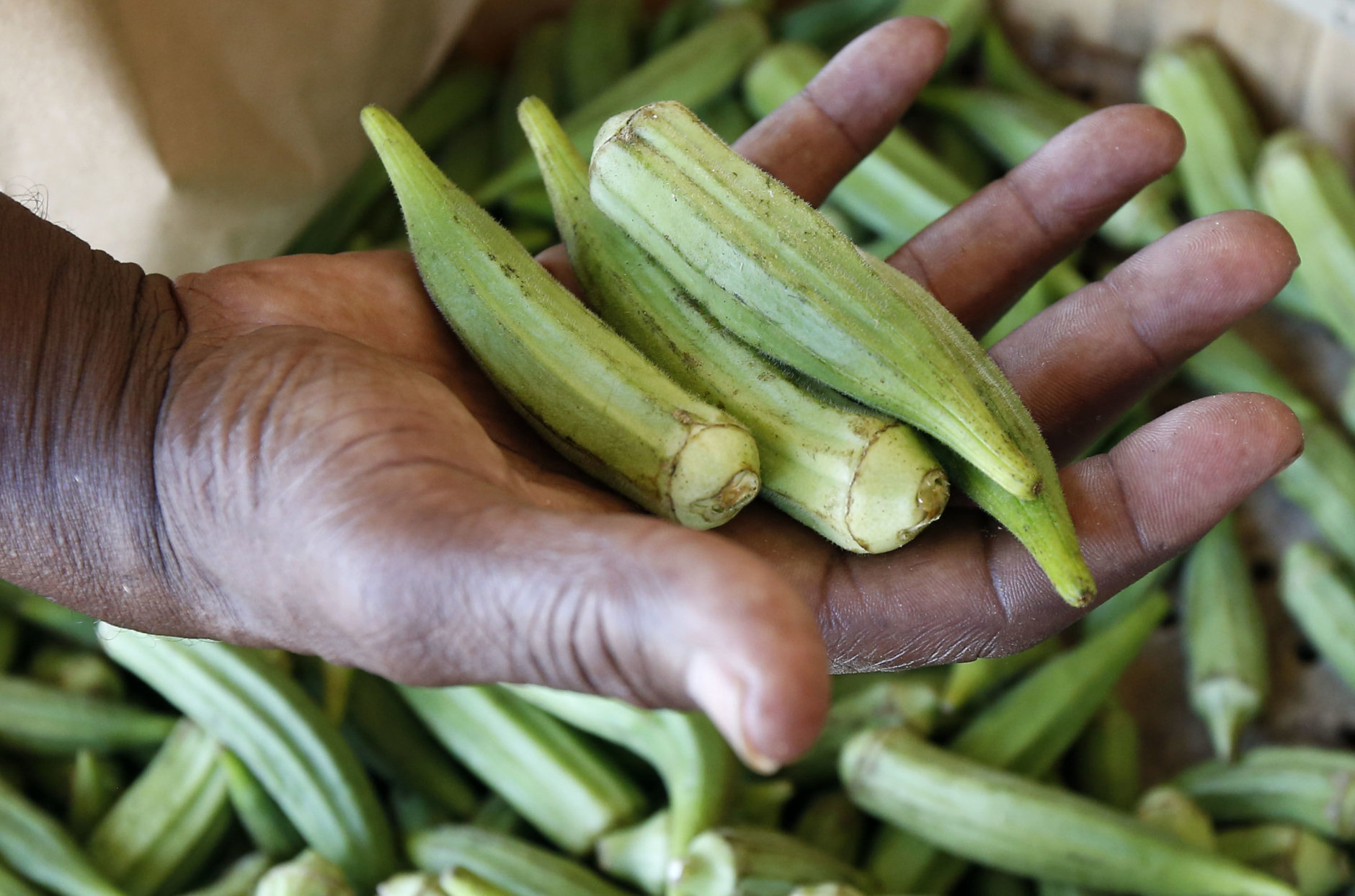 A customer checks the firmness of fresh okra at Doris Berry Produce stand in Jackson, Miss., Wednesday, July 15, 2015. A recent survey indicates Mississippi adults are last in eating vegetables but they are not alone. Most U.S. adults still aren't eating nearly enough fruits and vegetables with only 13 percent saying they eat the required amount of fruit each day and only 9 percent eating enough vegetables. (AP Photo/Rogelio V. Solis)