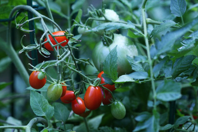 This photo taken on July 16, 2010 shows Heirloom tomatoes, rear, which can take more than 100 days to ripen, while the smaller cherry tomatoes, foreground, need only 65 days as shown in New Market, Va. Grow both varieties to stagger the dates of your harvest. (AP Photo/Dean Fosdick)