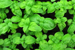 Young basil plants grow at the FarmedHere indoor vertical farm in Bedford Park, Ill., on Wednesday, March 13, 2013. The farm, in an old warehouse, has crops that include basil, arugula and microgreens, sold at grocery stores in Chicago and its suburbs. Officials at FarmedHere plan to expand growing space to a massive 150,000 square feet by the end of next year. It is currently has about 20 percent of that growing space now. (AP Photo/Martha Irvine)
