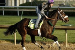 Kentucky Derby hopeful Bravazo runs during a morning workout at Churchill Downs Tuesday, May 1, 2018, in Louisville, Ky. The 144th running of the Kentucky Derby is scheduled for Saturday, May 5. (AP Photo/Charlie Riedel)