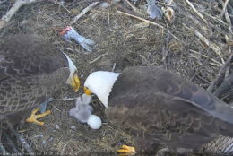 Mr. President and The First Lady fuss over their new eaglet. (Courtesy American Eagle Foundation)