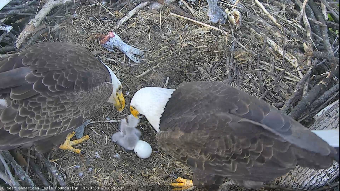 Mr. President and The First Lady fuss over their new eaglet. (Courtesy American Eagle Foundation)