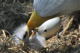 With some parental guidance, DC6 chows down. (Courtesy American Eagle Foundation)