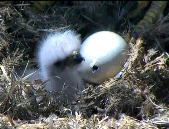 DC6 hatched Monday. Its sibling is set to hatch anytime. (Courtesy American Eagle Foundation)