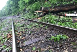 Felled trees along CSX track that normally carries MARC passengers between Point of Rocks and Brunswick. There is no MARC service west of Point of Rocks today. (WTOP/Neal Augenstein)