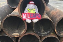 VDOT, after joining the Twitter saga, took the bunny on a May 31 pipeline search in Northern Virginia. (Photo courtesy of VDOT Northern VA Twitter)