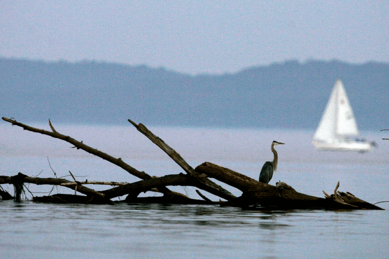 Chesapeake Bay is ‘getting cleaner,’ but EPA official says there’s still work to do – WTOP News