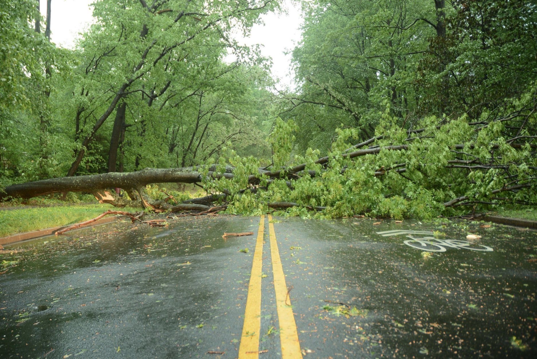 A couple of large trees come down on Glade Drive near Soapstone Drive in Reston. (WTOP/Dave Dildine)