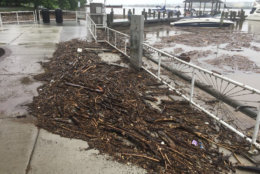 More debrish washed ashore in Old Town Alexandria. (WTOP/John Domen)