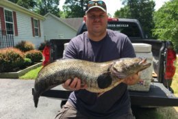A press release from the Maryland Department of Natural Resources called Andy Fox's record-breaking 19.9 pound snakehead catch "frankenfish." (Photo courtesy of the Maryland Department of Natural Resources)