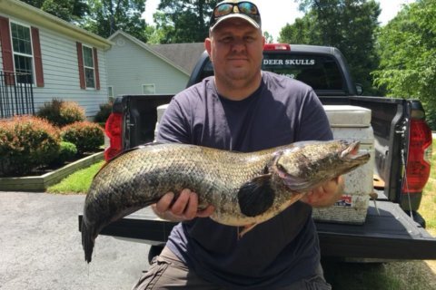 Record-breaking snakehead caught in Charles County