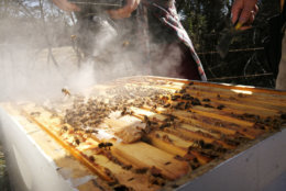 MOM’s has sold beekeeping equipment, like suits and smokers, at some of its stores since last year. Its Alexandria store keeps active bee hives on its roof. (Courtesy Richland Honey Bees)
