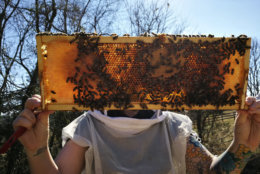 "Pollinators are being wiped out by the toxic pesticides applied to farms and lawns everywhere," said MOM's founder Scott Nash, who happens to be a beekeeper himself. "It's important to protect our pollinators and to bring awareness about how we can make a difference." (Courtesy Richland Honey Bees)
