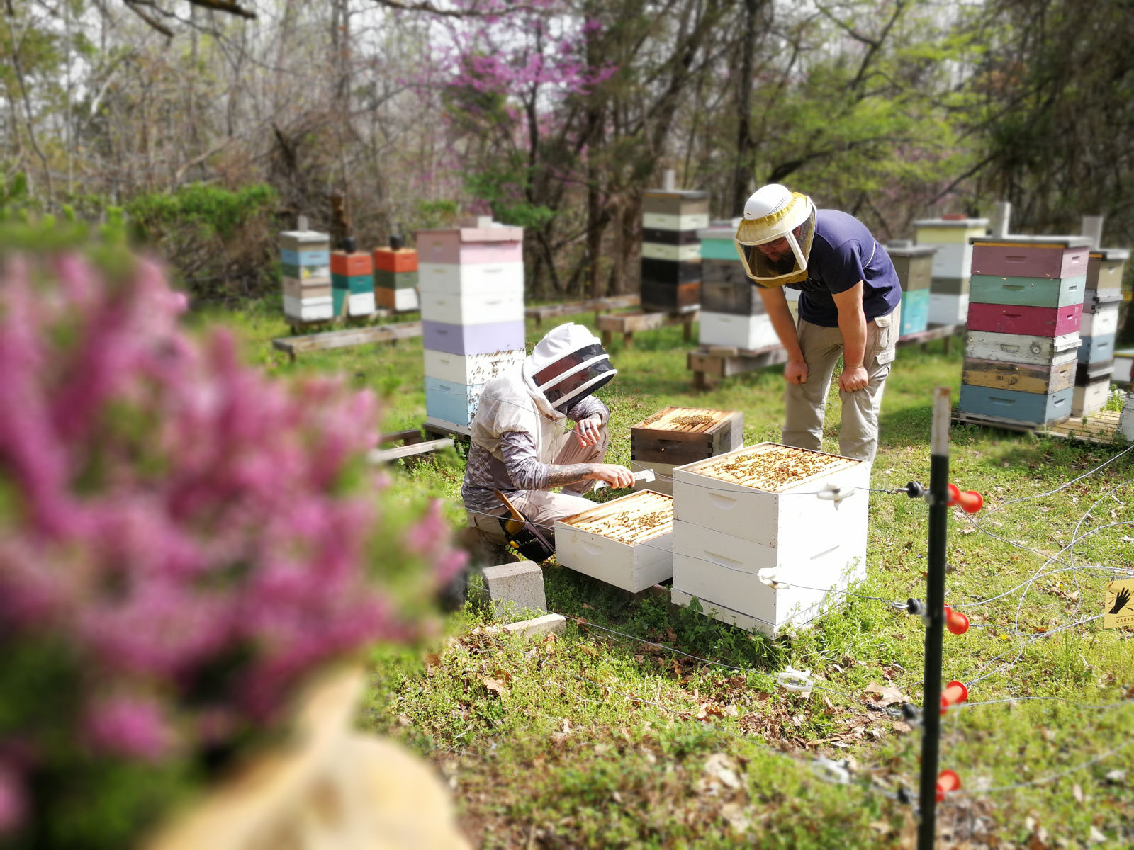 Lynn White, with Richland Honey Bees, a member of the Russian Honeybee Breeders Association, will be at some MOM’s locations over the weekend to answer questions about the BeeSA program. (Courtesy Richland Honey Bees)