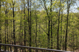 A view of a wooded area from an apartment complex near Franconia-Springfield station. (WTOP/Brandon Millman)