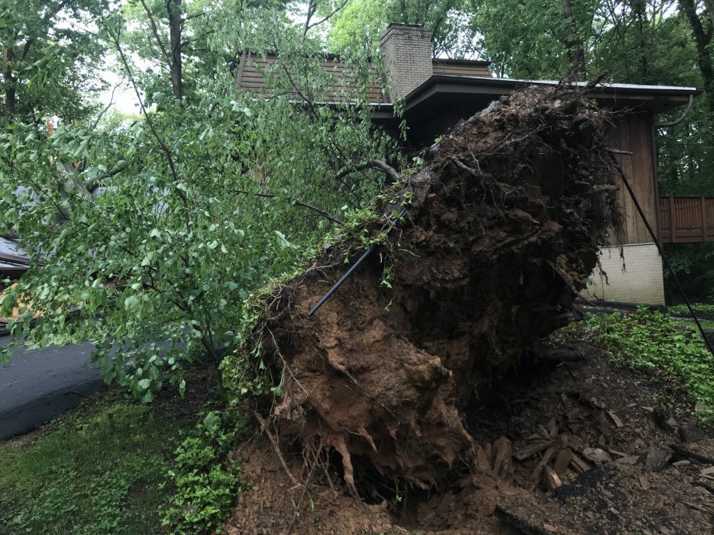 Laura said the tree was "centuries old" and was part of what attracted her and her husband to the house when they bought it. (WTOP/Neal Augenstein)