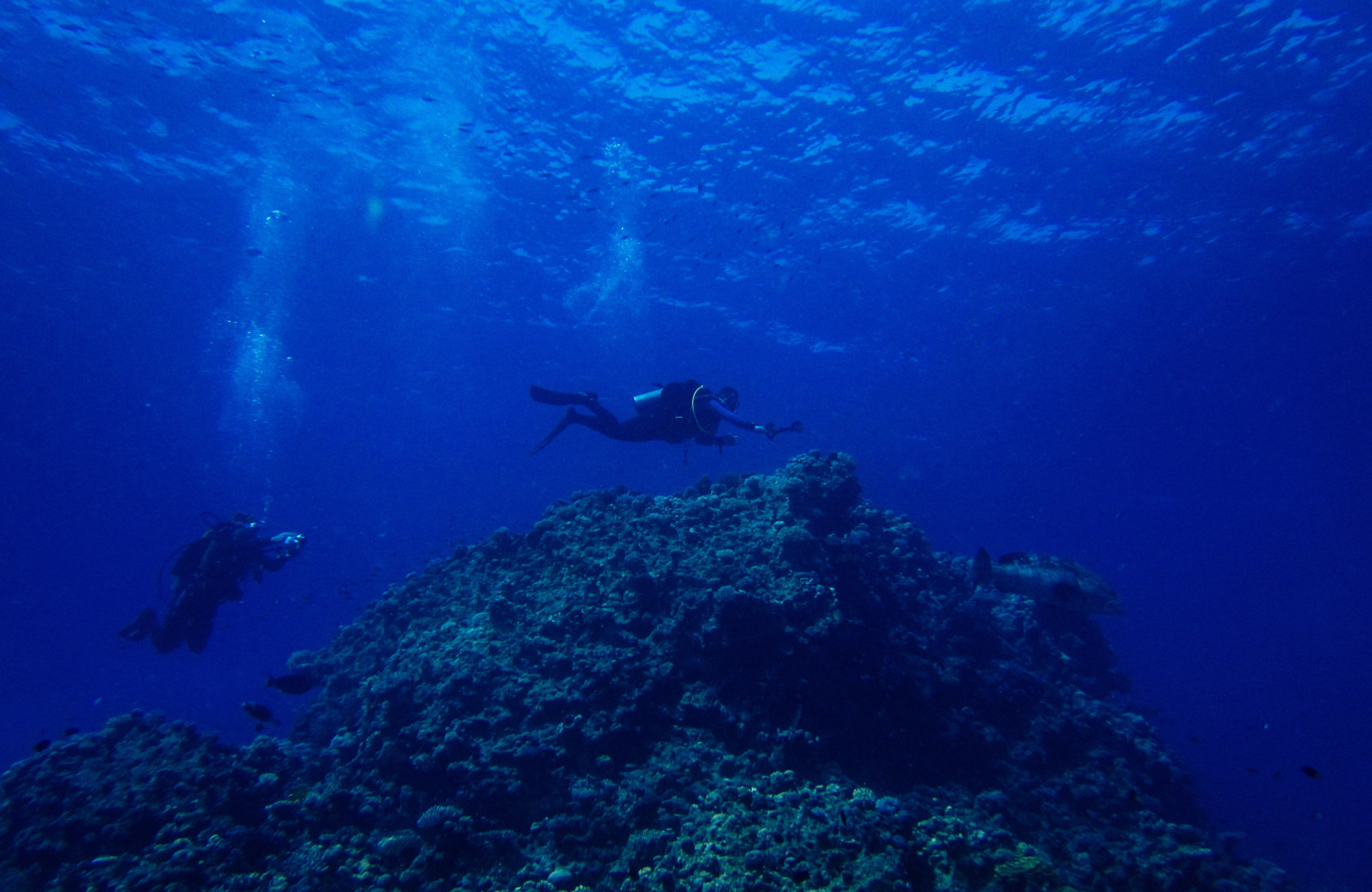 SHARM EL SHEIKH, EGYPT - OCTOBER 27: A pair of SCUBA divers swim over coral during a guided dive on October 27, 2013 in the Red Sea near the resort town of Sharm El Sheikh, Egypt. Sharm el-Sheikh, lying on the Red Sea coast in Egypt's South Sinai governorate, is one of Egypt's most popular destinations for tourists. Egypt's tourist industry has struggled since a popular uprising overthrew President Hosni Mubarak in early 2011, and tourist numbers have taken a further dive since the Egyptian Military's overthrow of the country's first democratically elected President, Mohammed Morsi in July 2013. Sharm el-Sheikh, popular for its beachfront resorts and water sports including SCUBA diving, has faired better than some other tourist spots in Egypt, with major hotels reporting roughly 20% occupancy during the resort's busy summer season. (Photo by Ed Giles/Getty Images).