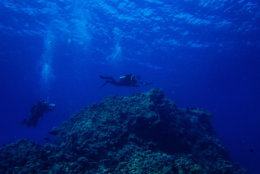 SHARM EL SHEIKH, EGYPT - OCTOBER 27: A pair of SCUBA divers swim over coral during a guided dive on October 27, 2013 in the Red Sea near the resort town of Sharm El Sheikh, Egypt. Sharm el-Sheikh, lying on the Red Sea coast in Egypt's South Sinai governorate, is one of Egypt's most popular destinations for tourists. Egypt's tourist industry has struggled since a popular uprising overthrew President Hosni Mubarak in early 2011, and tourist numbers have taken a further dive since the Egyptian Military's overthrow of the country's first democratically elected President, Mohammed Morsi in July 2013. Sharm el-Sheikh, popular for its beachfront resorts and water sports including SCUBA diving, has faired better than some other tourist spots in Egypt, with major hotels reporting roughly 20% occupancy during the resort's busy summer season. (Photo by Ed Giles/Getty Images).