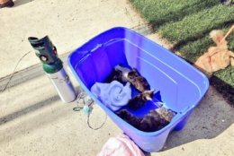Montgomery County Fire & Rescue found more than 50 cats in an otherwise unoccupied home while responding to a fire around 1 p.m. Wednesday. (Courtesy of Montgomery County Fire & Rescue)