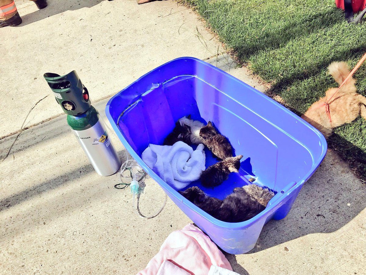 Montgomery County Fire & Rescue found more than 50 cats in an otherwise unoccupied home while responding to a fire around 1 p.m. Wednesday. (Courtesy of Montgomery County Fire & Rescue)