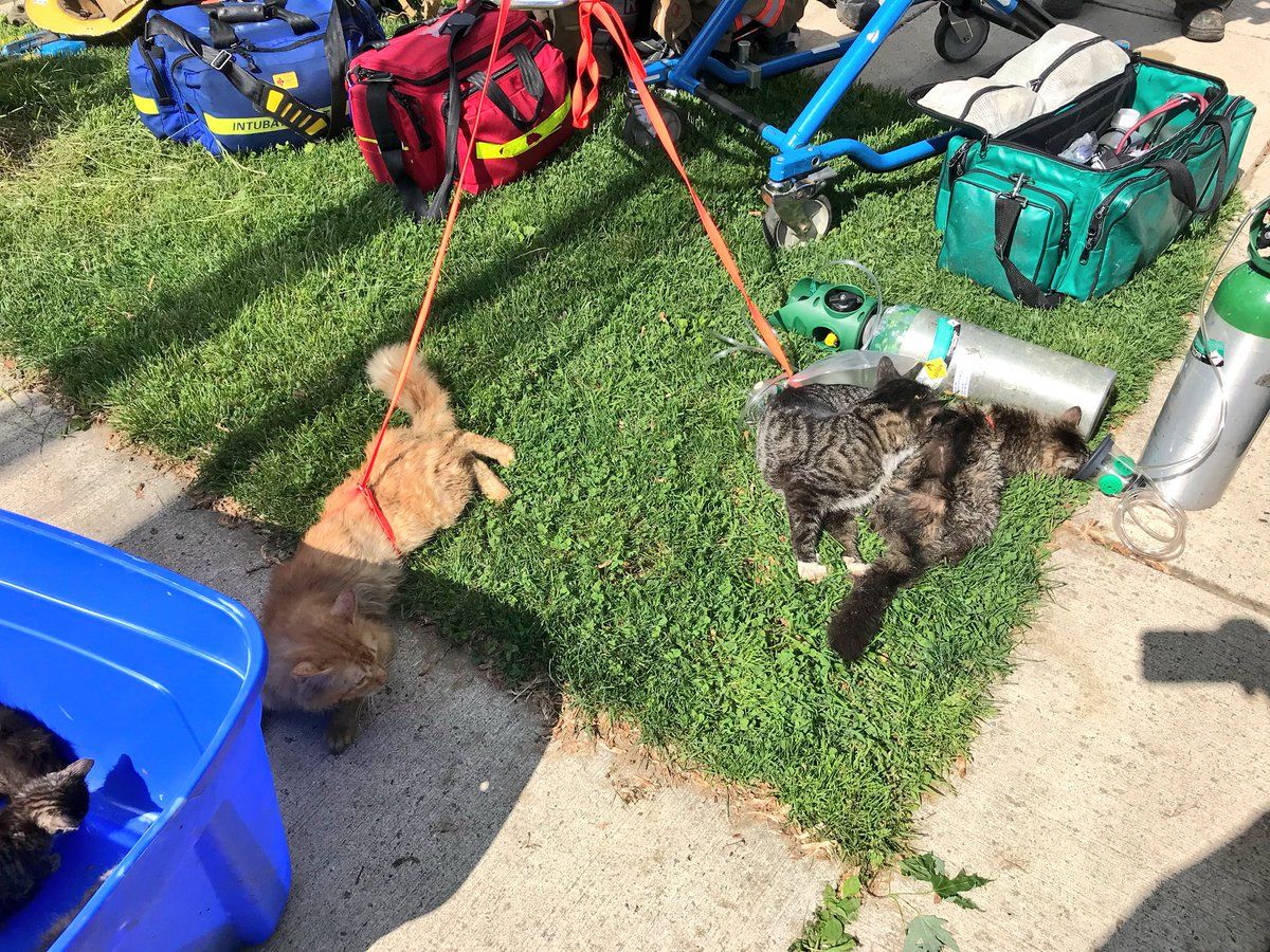 Montgomery County Fire & Rescue were able to save many of the cats that did not escape on their own. (Courtesy of Montgomery County Fire & Rescue)