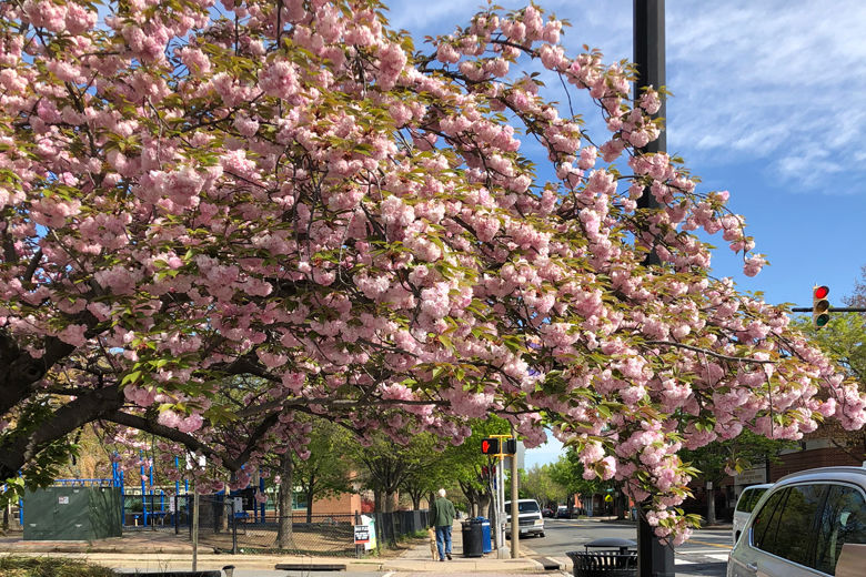 A spring time view in Del Ray in Alexandria, Virginia. (WTOP/Josyln Chesson)