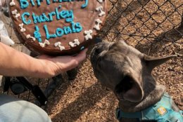 Louis seems less interested in sharing the cake from Doggy Style. (Courtesy Krista Heinz)