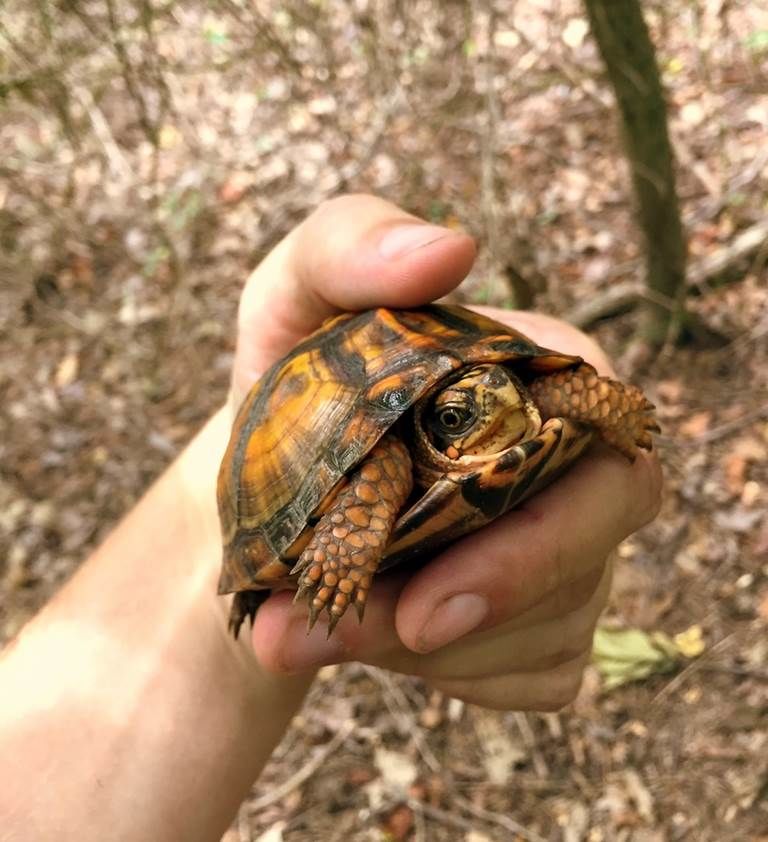 "I managed to move two turtles to safety before the flames engulfed the forest at the end of Aerospace Road and Forbes Boulevard," Ellis said in a news release. (Courtesy Michael Ellis)