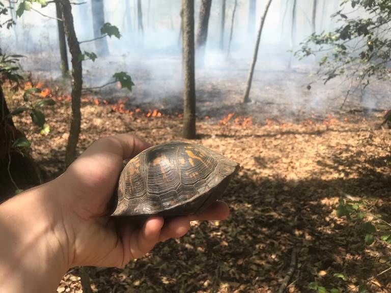 Two eastern box turtles would have been toast were it not for the quick thinking of Park Ranger Michael Ellis. (Courtesy Michael Ellis)