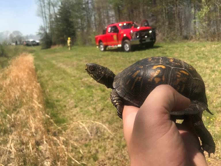 Two eastern box turtles were saved from a fire Wednesday by a Park Ranger. (Courtesy Michael Ellis)