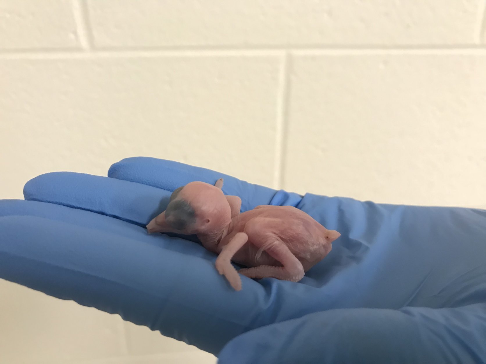 The female Guam kingfisher chick in a keeper's hand, one day after she hatched at the Smithsonian Conservation Biology Institute. (Photo courtesy of Erica Royer/Smithsonian Conservation Biology Institute)