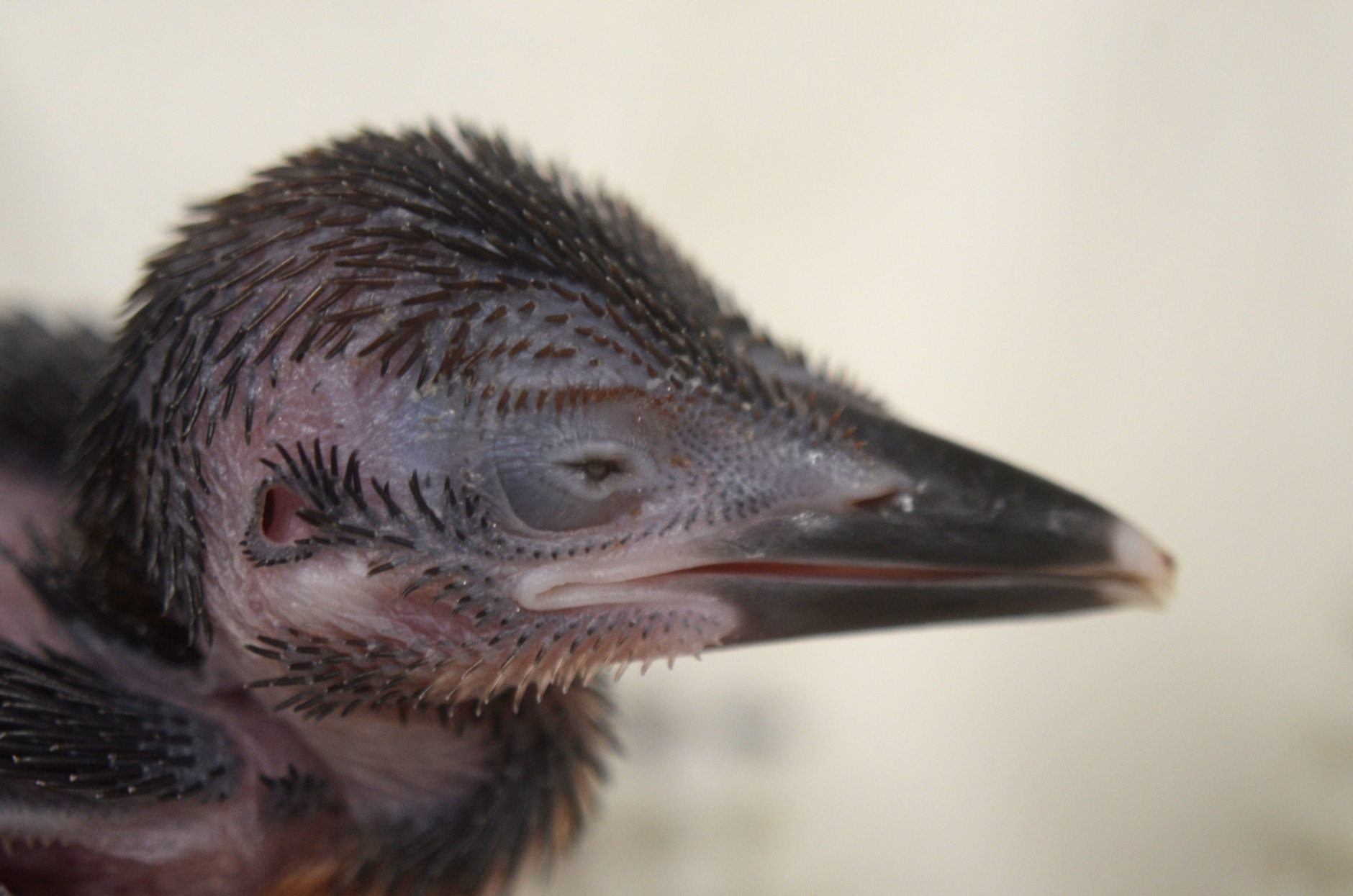 The 12-day-old Guam kingfisher chick at the Smithsonian Conservation Biology Institute. (Photo courtesy of Chris Crowe/Smithsonian Conservation Biology Institute)