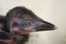 The 12-day-old Guam kingfisher chick at the Smithsonian Conservation Biology Institute. (Photo courtesy of Chris Crowe/Smithsonian Conservation Biology Institute)