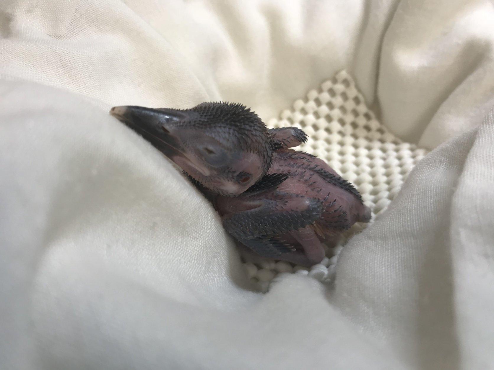 The female Guam kingfisher chick, 10 days after hatching. (Photo courtesy of the Smithsonian Conservation Biology Institute)