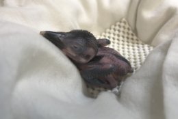 The female Guam kingfisher chick, 10 days after hatching. (Photo courtesy of the Smithsonian Conservation Biology Institute)