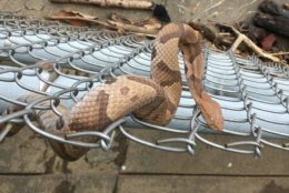 This copperhead snake was spotted in East Potomac Park near the National Mall on May 22. (April Newman)