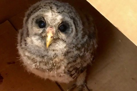 What a hoot! Baby owl befriends rescuing Va. cop