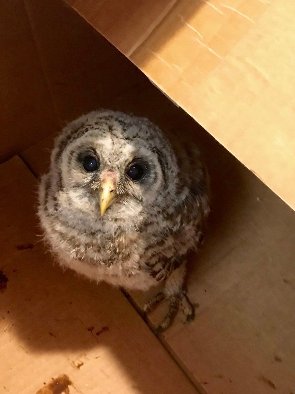 Baby barred owl Oscar, in a cardboard box, after falling from a tree, in Purcellville, Virginia (Courtesy Paul Kakol)