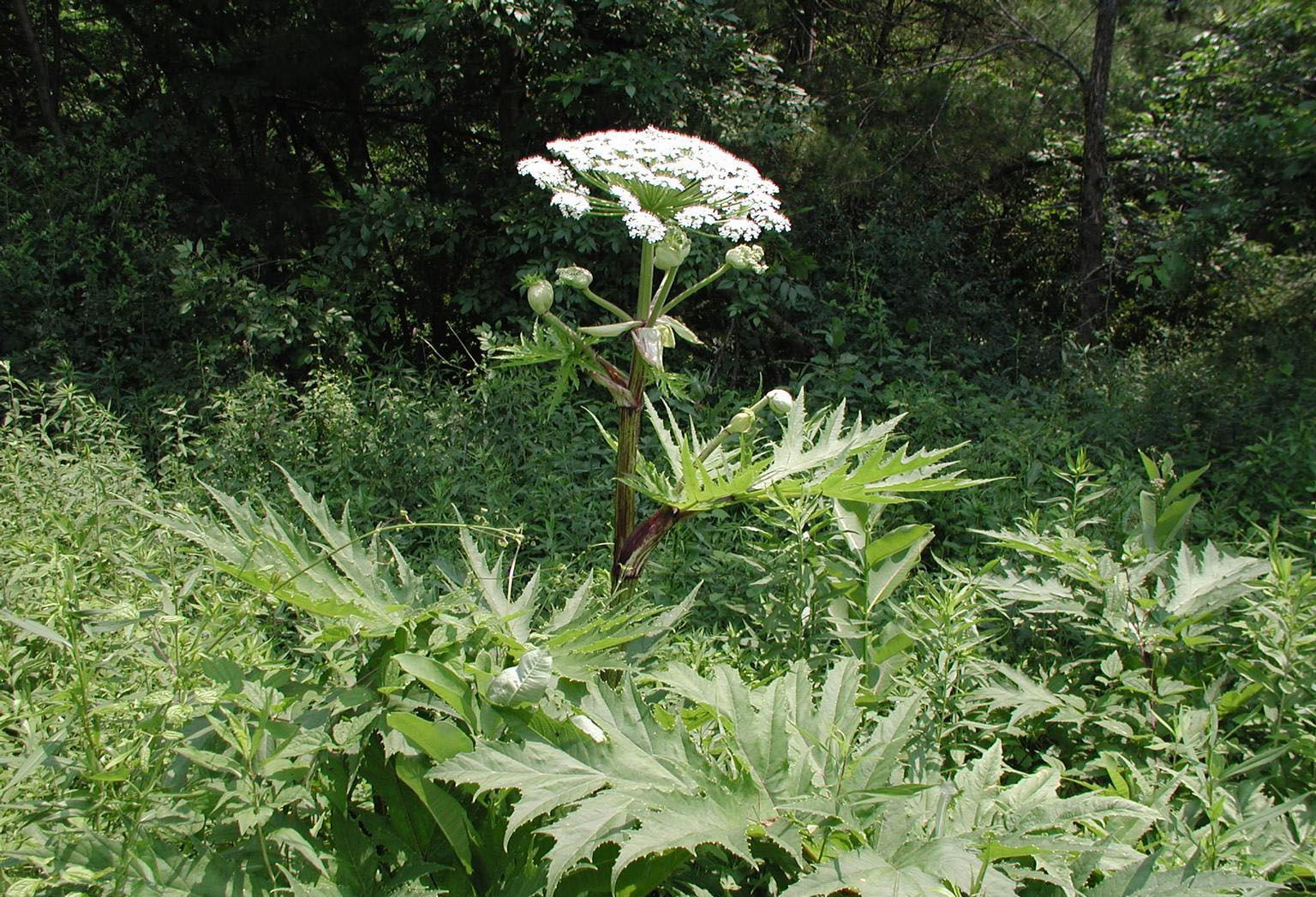 Giant hogweed can grow from 7 to 15 feet in height. (Courtesy Virginia Invasive Species)