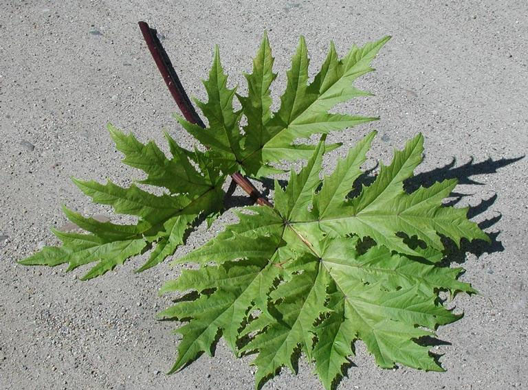 The leaves can be up to 5 feet in width. (Courtesy Virginia Invasive Species)