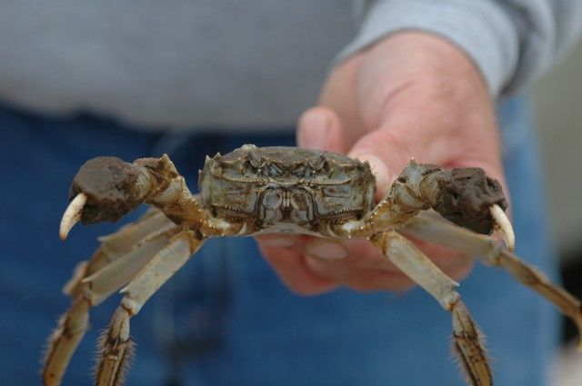 With it's distinct claws that appear to be furry or covered in algae and a light brown or olive green body, mitten crabs can grow up to 4 inches wide. (Courtesy Smithsonian Environmental Research Center)