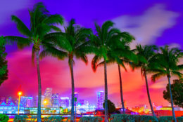 Miami skyline at sunset with palm trees in Florida USA